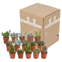 Cactus Et Succulentes, Box De 15 Plantes - H8cm, ø5,5cm - Plantes D'intérieur -vidaXL Magasin 02478b3ba3355e15
