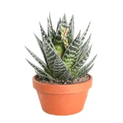 Cactus Et Succulente Mix : Pot D.17cm - H.20cm -vidaXL Magasin 1024299 006