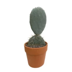 Cactus : H40cm Pot Terre Cuite D20 Cm -vidaXL Magasin 1043860 002