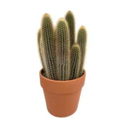 Cactus : H40cm Pot Terre Cuite D20 Cm -vidaXL Magasin 1043860 004
