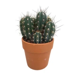 Cactus : H40cm Pot Terre Cuite D20 Cm -vidaXL Magasin 1043860 005