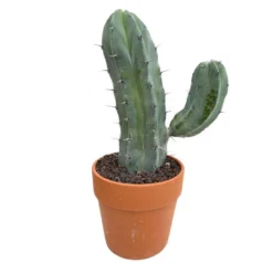 Cactus : H40cm Pot Terre Cuite D20 Cm -vidaXL Magasin 1043860 007