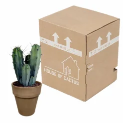 Myrtillocactus - H40cm, ø17cm - Plante D'intérieur Facile D'entretien -vidaXL Magasin 119cfd77764afc00