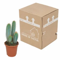 Pilosocereus Azureus - H40cm, ø17cm - Plante D'intérieur -vidaXL Magasin 18c76fad916e457c