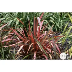 Phormium, Variétés Variables : Pot 4L -vidaXL Magasin 228928 001
