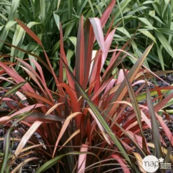 Phormium, Variétés Variables : Pot 4L -vidaXL Magasin 228928 002