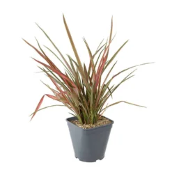 Phormium, Variétés Variables : Pot 4L -vidaXL Magasin 228928 003