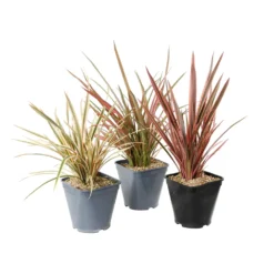 Phormium, Variétés Variables : Pot 4L -vidaXL Magasin 228928 1748536