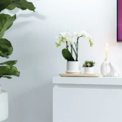 Haworthia Limifolia Et Son Cache-pot Blanc - H16cm, ø9cm - Plante D'intérieur -vidaXL Magasin 234d780d32d03d45