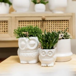 Haworthia Limifolia Et Son Cache-pot Blanc - H16cm, ø9cm - Plante D'intérieur -vidaXL Magasin 236755527d1c1a40