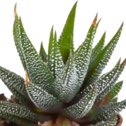 Gasteria, Haworthia Et Leurs Caches-pots Blancs, Box De 5 Plantes - H8cm, ø6cm - Plantes D'intérieur -vidaXL Magasin 2de64a1b128c83ca