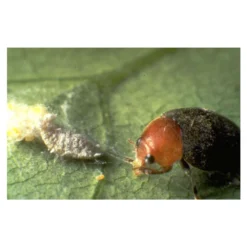 Coccinelle Cryptolæmus Montrouzieri, 25 Adultes Anti-cochenilles -vidaXL Magasin 314244 001