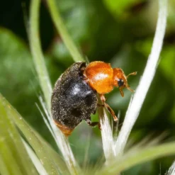 Coccinelle Cryptolæmus Montrouzieri, 25 Adultes Anti-cochenilles -vidaXL Magasin 314244 006