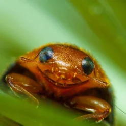 Coccinelle Cryptolæmus Montrouzieri, 25 Adultes Anti-cochenilles -vidaXL Magasin 314244 007