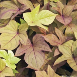 Ipomée : Plateau De 6 Plants En Godets Ø 8 Cm 11 Ipomée : Plateau De 6 Plants En Godets Ø 8 Cm -vidaXL Magasin 318186 008