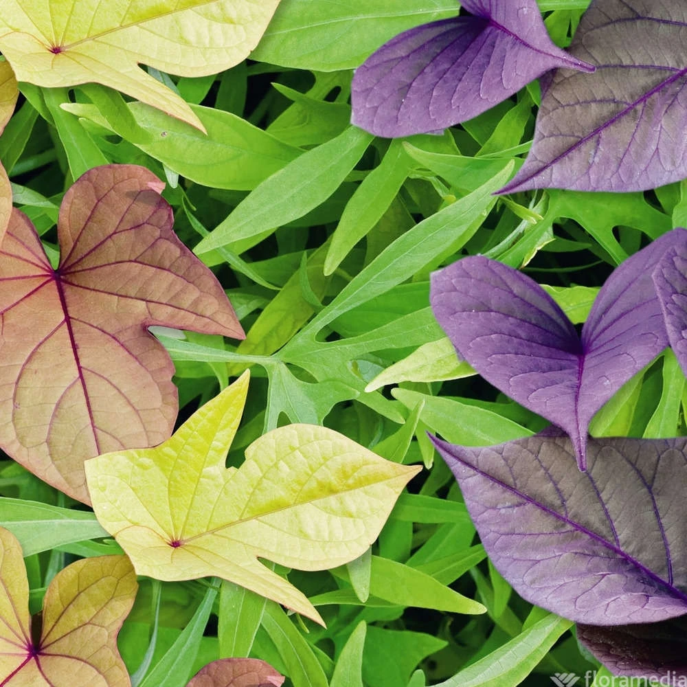 Ipomée : Plateau De 6 Plants En Godets Ø 8 Cm 2 Ipomée : Plateau De 6 Plants En Godets Ø 8 Cm – Image 2