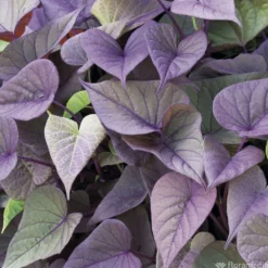 Ipomée : Plateau De 6 Plants En Godets Ø 8 Cm 9 Ipomée : Plateau De 6 Plants En Godets Ø 8 Cm -vidaXL Magasin 318186 010