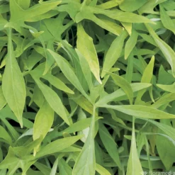 Ipomée : Plateau De 6 Plants En Godets Ø 8 Cm 10 Ipomée : Plateau De 6 Plants En Godets Ø 8 Cm -vidaXL Magasin 318186 011