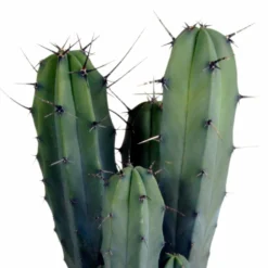 Myrtillocactus - H40cm, ø17cm - Plante D'intérieur Facile D'entretien -vidaXL Magasin 33303d85be75e3e9
