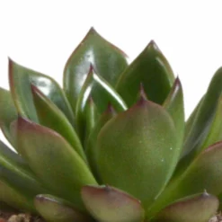 Echeveria Et Leurs Caches-pots Terracotta, Box De 3 Plantes - H12cm, ø9,5cm - Plantes D'intérieur -vidaXL Magasin 338a0e65703008fb