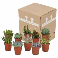 Succulentes, Box De 10 Plantes - H13cm, ø5,5cm - Plantes D'intérieur -vidaXL Magasin 34c5cec915ff5cc9