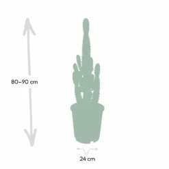 Euphorbia Acrurensis - H80cm, ø24cm - Grande Plante D'intérieur -vidaXL Magasin 374eeba9c2f25f69