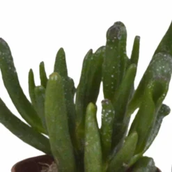 Succulentes, Box De 10 Plantes - H13cm, ø5,5cm - Plantes D'intérieur -vidaXL Magasin 38597c9dc9524b65