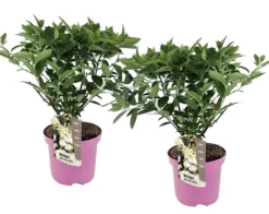 Set De 2 Hortensias Confetti - Pot ⌀19 Cm - H. 20-30cm (hauteur Pot Incluse)