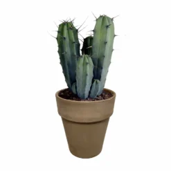 Myrtillocactus - H40cm, ø17cm - Plante D'intérieur Facile D'entretien -vidaXL Magasin 3faa7c176cdf6c7b