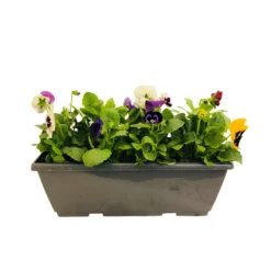 Pensée : Jardinière Colorée 40 Cm - Coloris Variables -vidaXL Magasin 431665 005