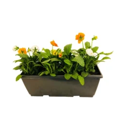 Pensée : Jardinière Colorée 40 Cm - Coloris Variables -vidaXL Magasin 431665 006