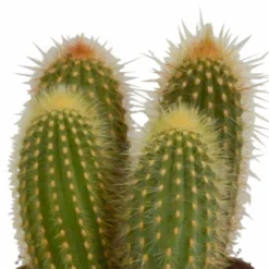 Cactus, Box De 3 Plantes - H15cm, ø10,5cm - Plantes D'intérieur -vidaXL Magasin 446043fb59ca02cc