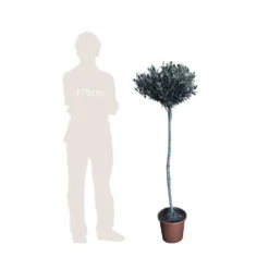 Olivier, Olea Europaea, Sur Tige H120/140cm : Pot D24cm -vidaXL Magasin 471424 002