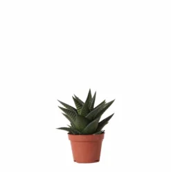 Haworthia Limifolia - ø6cm - H11cm, ø6cm - Plante D'intérieur