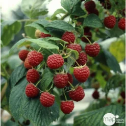 Framboisier 'Héritage' : Pot De 5 Litres -vidaXL Magasin 523572 002