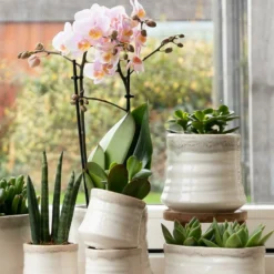 Crassula - H18cm, ø9cm - Plante D'intérieur -vidaXL Magasin 54972b4e5147b8f7