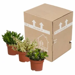 Crassula, Box De 3 Plantes - H15cm, ø10,5cm - Plantes D'intérieur -vidaXL Magasin 5ddb1b051b6db20b