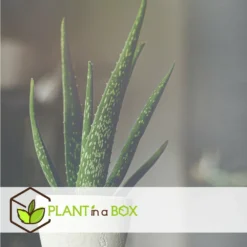 Set De 3 Aloë Vera - Pot ⌀12 Cm - H.20-30 Cm (hauteur Du Pot Incluse) -vidaXL Magasin 628632b25d8728.70560661