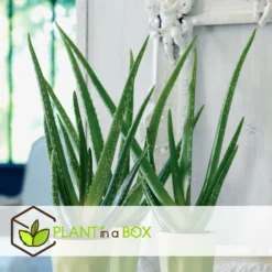 Set De 3 Aloë Vera - Pot ⌀12 Cm - H.20-30 Cm (hauteur Du Pot Incluse) -vidaXL Magasin 628632b263b983.03284251