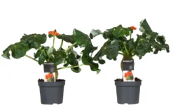 Set De 2 Jatropha Podagrica - Pot ⌀13cm - H.25-45cm (hauteur Pot Incluse)