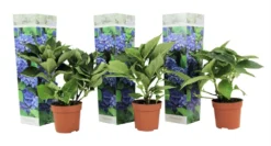 Set De 3 Hortensia Bleu - Pot ⌀9cm - H.25-40cm (hauteur Pot Incluse)