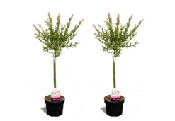Set De 2 Salix Flamingo - Pot ⌀17cm - H.60-80cm (hauteur Pot Incluse)