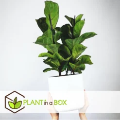 Ficus Lyrata - Pot ⌀21cm - H.90-110cm (hauteur Pot Incluse) 6 Ficus Lyrata - Pot ⌀21cm - H.90-110cm (hauteur Pot Incluse) -vidaXL Magasin 628bcf282ed869.06342210