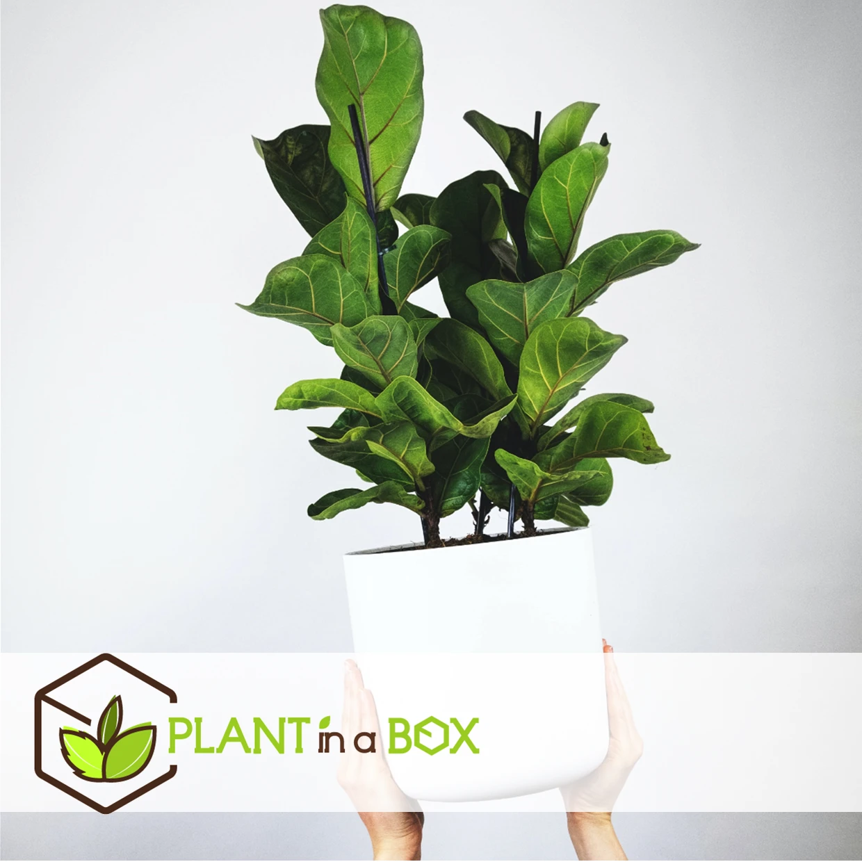 Ficus Lyrata - Pot ⌀21cm - H.90-110cm (hauteur Pot Incluse) 3 Ficus Lyrata - Pot ⌀21cm - H.90-110cm (hauteur Pot Incluse) – Image 3