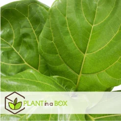 Ficus Lyrata - Pot ⌀21cm - H.90-110cm (hauteur Pot Incluse) 7 Ficus Lyrata - Pot ⌀21cm - H.90-110cm (hauteur Pot Incluse) -vidaXL Magasin 628bcf284a0206.87213176