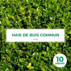 10 Buis Commun (buxus Sempervirens) - Haie De Buis Commun - 10 Jeunes Plants : Taille 10cm