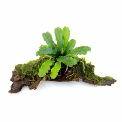 DENNERLE Bucephalandra Pygmaea Bukit Kelam Sur Racine