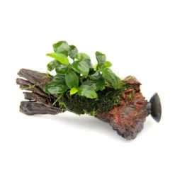 DENNERLE Anubias Nana Bonsaï Sur Racine Avec Ventouse