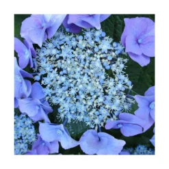 Hortensia Macrophylla Blaumeise/pot De 3l - 20/40 Cm