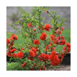 Cognassier Du Japon Mango Storm® 'mincha01'/pot De 3l - 20/40 Cm -vidaXL Magasin 63ed3004d73619.14860501